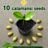 Calamansi Live Plant - Calamondin Citrus Tree Starter Plug + 10 Seeds, 1-2 Inches Tall - Image 1