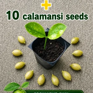 Calamansi Live Plant - Calamondin Citrus Tree Starter Plug + 10 Seeds, 1-2 Inches Tall - Image 1