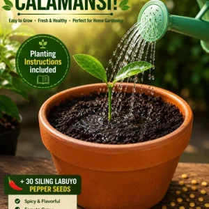 Calamansi Live Plant & Siling Labuyo Pepper Seeds Starter Set - 1-2 inch Plug - Image 2