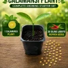 Calamansi Live Plant & Siling Labuyo Pepper Seeds Starter Set - 1-2 inch Plug - Image 1