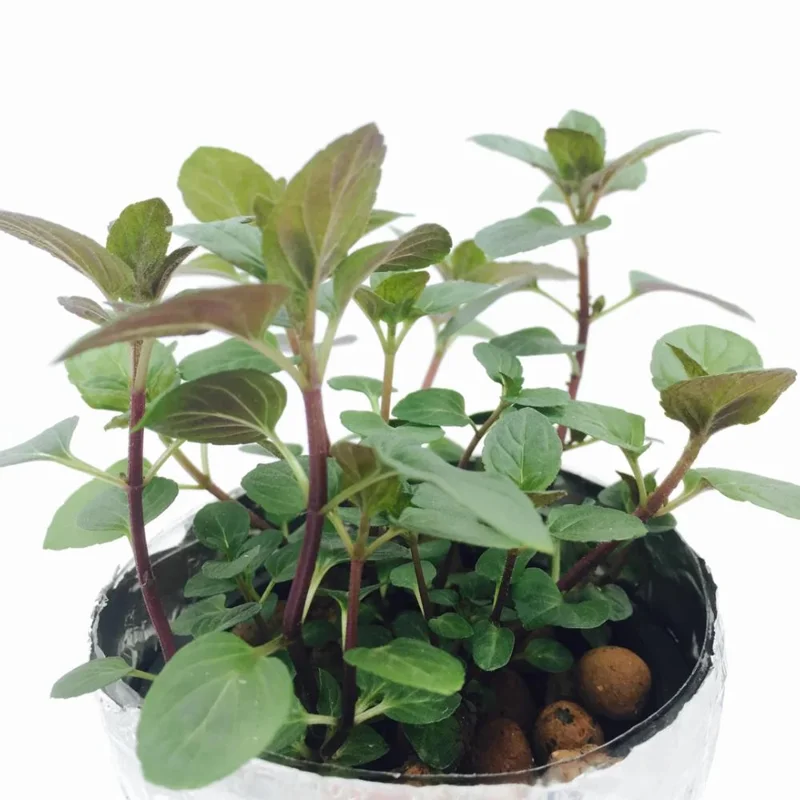 Chocolate Mint Live Plant - Fragrant Herb, 5 Inches Tall in 3.5 Inch Pot, Indoor/Outdoor - Image 1