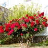 Climbing Rose Live Plant - 2-3 Feet Tall, Vibrant Red Flowers, Fragrant, Outdoor - Image 1
