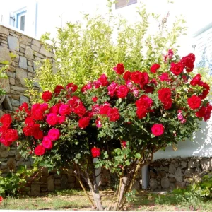 Climbing Rose Live Plant - 2-3 Feet Tall, Vibrant Red Flowers, Fragrant, Outdoor - Image 1
