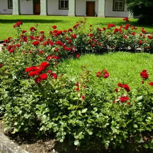 Climbing Rose Live Plant - 2-3 Feet Tall, Vibrant Red Flowers, Fragrant, Outdoor - Image 5