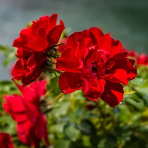 Climbing Rose Live Plant - 2-3 Feet Tall, Vibrant Red Flowers, Fragrant, Outdoor - Image 6