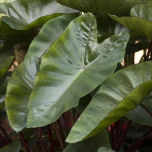 Colocasia Hawaiian Punch Live Plant – Tropical Elephant Ear – 3-5” Tall – 4