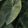 Colocasia Hawaiian Punch Live Plant – Tropical Elephant Ear – 3-5” Tall – 4" Pot - Image 1