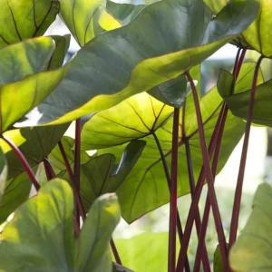 Colocasia Hawaiian Punch Live Plant – Tropical Elephant Ear – 3-5” Tall – 4