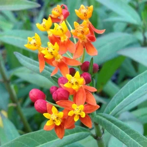 Common Milkweed Live Plant - Asclepias syriaca - 4 inch Nursery Pot - Image 1