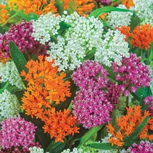 Common Milkweed Live Plant - Asclepias syriaca - 4 inch Nursery Pot - Image 2