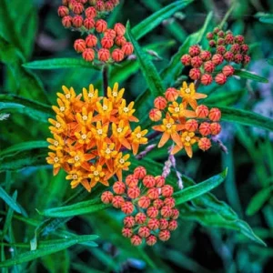 Common Milkweed Live Plant - Asclepias syriaca - 4 inch Nursery Pot - Image 3