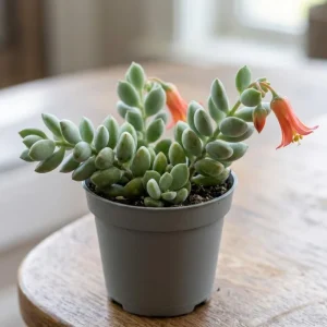 Cotyledon Pendens Live Plant – Trailing Succulent – 2 inch Pot – Houseplant - Image 1