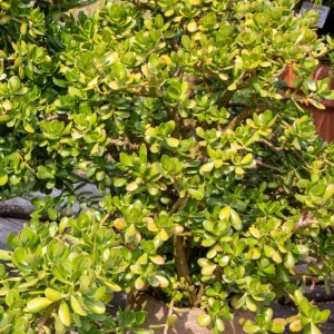 Crassula Ovata Jade Plant Live – 2 Inch Pot Succulent – Indoor Houseplant - Image 1