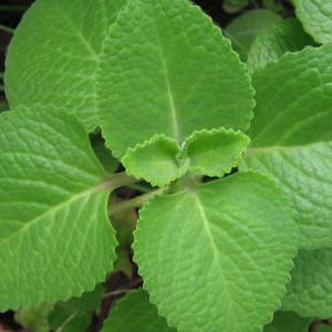 Cuban Oregano Live Plant (2-Pack) – Mexican Mint Medicinal Herb – 4-6" Tall - Image 1