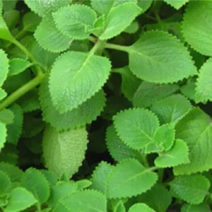 Cuban Oregano Live Plant (2-Pack) – Mexican Mint Medicinal Herb – 4-6" Tall - Image 2