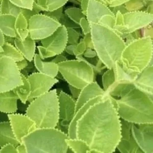Cuban Oregano Live Plant (2-Pack) – Mexican Mint Medicinal Herb – 4-6