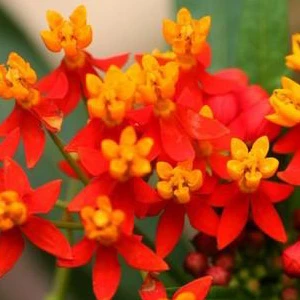 Deep Red Milkweed Live Plant - Asclepias curassavica - Monarch Host - Image 2