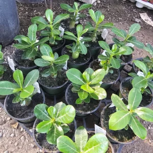 Desert Rose Live Plant (Adenium Obesum) – 4in Pot – Red, White, Pink, Bicolor - Image 2