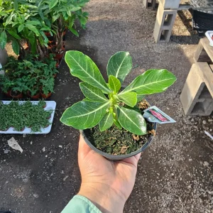 Desert Rose Live Plant (Adenium Obesum) – 4in Pot – Red, White, Pink, Bicolor - Image 3