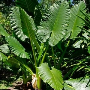 Elephant Ear Live Plant - Colocasia Macrorrhiza Tropical Foliage Plant - Image 2
