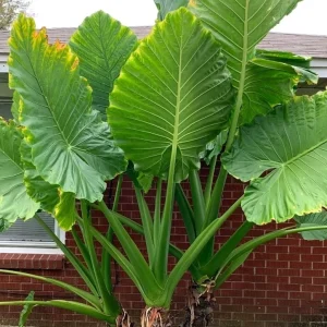 Elephant Ear Live Plant - Colocasia Macrorrhiza Tropical Foliage Plant - Image 1