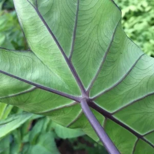 Fontanesii Colocasia Live Plant – Giant Elephant Ear Tropical Plant – Outdoor - Image 2