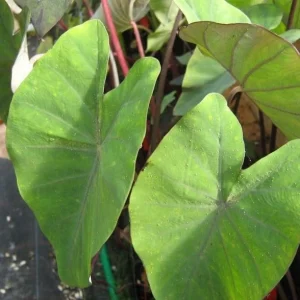 Fontanesii Colocasia Live Plant – Giant Elephant Ear Tropical Plant – Outdoor - Image 1