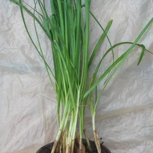Garlic Chives Live Plant – Allium tuberosum – Rooted, Ready to Plant, Culinary Herb - Image 2