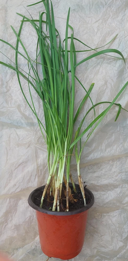 Garlic Chives Live Plant – Allium tuberosum – Rooted, Ready to Plant, Culinary Herb - Image 2