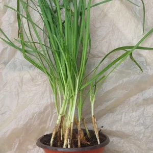 Garlic Chives Live Plant – Allium tuberosum – Rooted, Ready to Plant, Culinary Herb - Image 3
