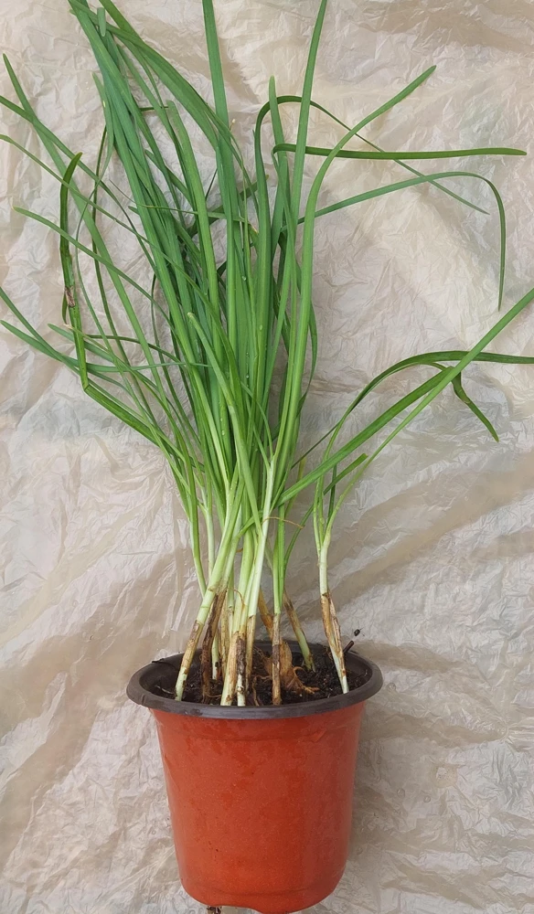 Garlic Chives Live Plant – Allium tuberosum – Rooted, Ready to Plant, Culinary Herb - Image 3