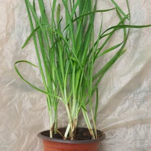 Garlic Chives Live Plant – Allium tuberosum – Rooted, Ready to Plant, Culinary Herb - Image 1