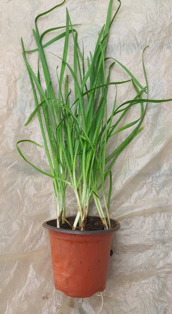 Garlic Chives Live Plant – Allium tuberosum – Rooted, Ready to Plant, Culinary Herb - Image 1
