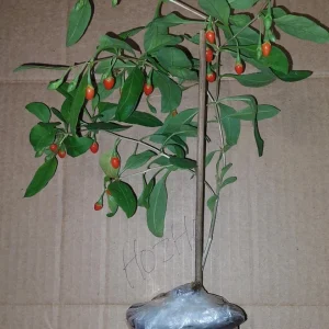 Goji Berry Live Plant - Wolfberry (Lycium barbarum) Edible Fruit Bush in Pot - Image 2