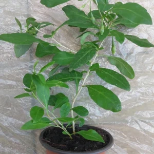 Goji Berry Live Plant - Wolfberry (Lycium barbarum) Edible Fruit Bush in Pot - Image 3