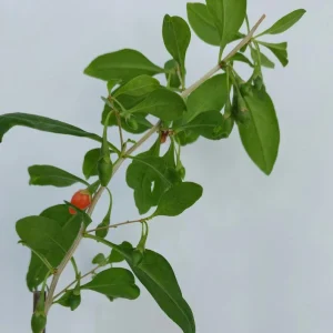 Goji Berry Live Plant - Wolfberry (Lycium barbarum) Edible Fruit Bush in Pot - Image 4