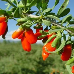 Goji Berry Live Plant - Wolfberry (Lycium barbarum) Edible Fruit Bush in Pot - Image 1