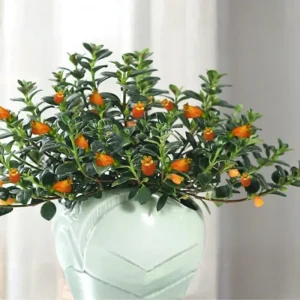 Goldfish Plant Live Houseplant - Trailing Vine, Orange Blooms, 7 inches Tall - Image 1
