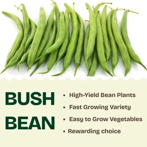 Green Bean Live Plant - 3-6 Inch Tall Bush Seedlings in 4 Inch Pot for Outdoor Gardening - Image 3