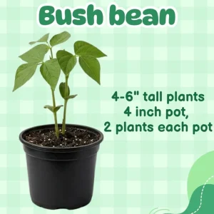 Green Bean Live Plant - 3-6 Inch Tall Bush Seedlings in 4 Inch Pot for Outdoor Gardening - Image 4
