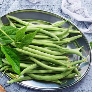 Green Bean Live Plant - 3-6 Inch Tall Bush Seedlings in 4 Inch Pot for Outdoor Gardening - Image 5