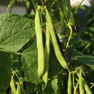 Green Bean Live Plant - 3-6 Inch Tall Bush Seedlings in 4 Inch Pot for Outdoor Gardening - Image 6