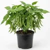 Green Bean Live Plant - 3-6 Inch Tall Bush Seedlings in 4 Inch Pot for Outdoor Gardening - Image 1