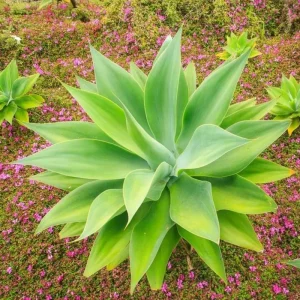 Green Foxtail Agave Live Plant – 7-8