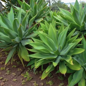 Green Foxtail Agave Live Plant – 7-8