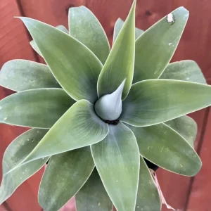 Green Foxtail Agave Live Plant – 7-8