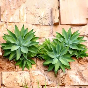 Green Foxtail Agave Live Plant – 7-8