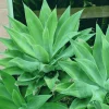 Green Foxtail Agave Live Plant – 7-8" Tall Perennial Succulent in 4" Pot – Indoor/Outdoor - Image 1