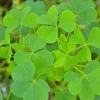 Green Shamrock Live Plant – 3.5 Inch Potted Indoor Houseplant - Image 1