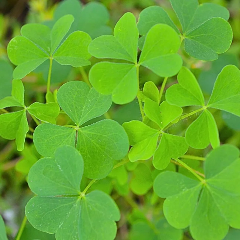 Green Shamrock Live Plant – 3.5 Inch Potted Indoor Houseplant - Image 1